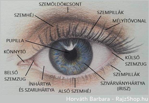 A szem felépítése, rajzolása