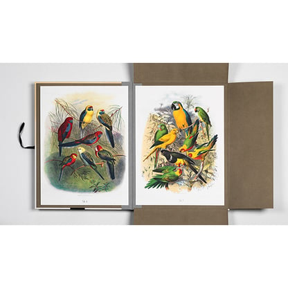 Pepin portfolio - Tropical birds