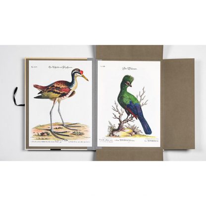 Pepin portfolio - Tropical birds
